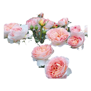 奥斯汀藤本月季花苗 亚伯拉罕达比 强果香耐寒 带花发货 爬藤蔷薇