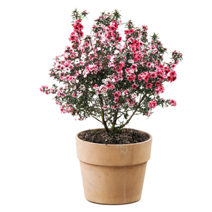 海蒂的花园松红梅冬季开花灌木全年常绿做绿篱花量大花卉盆栽植物