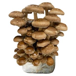 黑木耳菌包蘑菇菌种子菌菇种植包平菇香菇磨菇种自种家庭家种