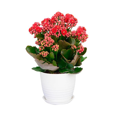 长寿花盆栽带花苞好养耐寒花卉