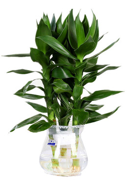 创意简约透明玻璃水培齿养植物