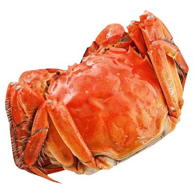 【活蟹】鲜活大闸蟹8只现货鲜活螃蟹全母红膏蟹产地直发顺丰冷链