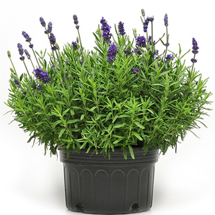 薰衣草种子 绿园花开春播秋播狭叶紫色香草花 阳台盆栽多年生耐寒