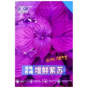 增鲜紫苏种子可食用美味苏子叶种籽农家田园庭院阳台盆栽蔬菜种孑