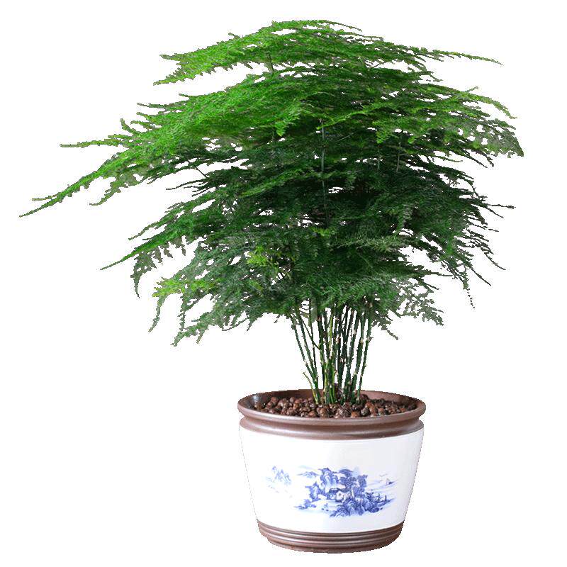 文竹盆栽大型植物花卉办公室