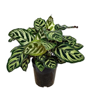 孔雀竹芋彩虹金梦竹芋锦化盆栽绿植物室内桌面净化空气好养北欧风