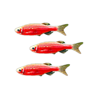 红斑马鱼热带观赏鱼孔雀鱼灯科鱼红绿灯鱼小型活鱼淡水好养