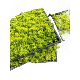 佛甲草草皮黄金金叶中华景天苗庭院室内外盆栽地被绿植物好养四季