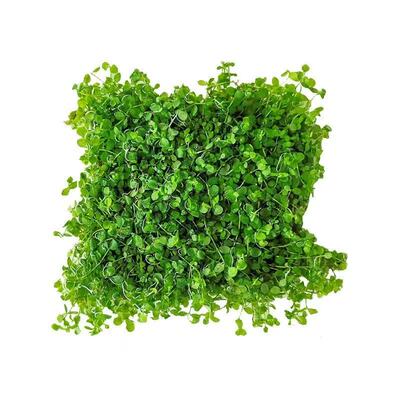 鱼缸造景草坪水草矮珍珠高珍珠