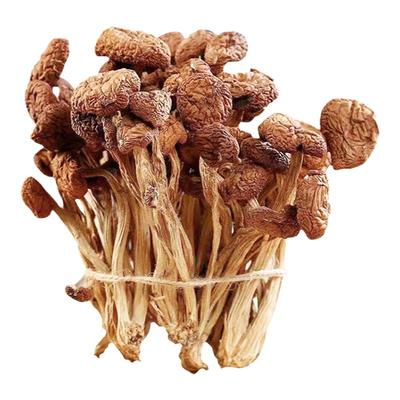 楷美云南茶树菇不开伞甄选净重