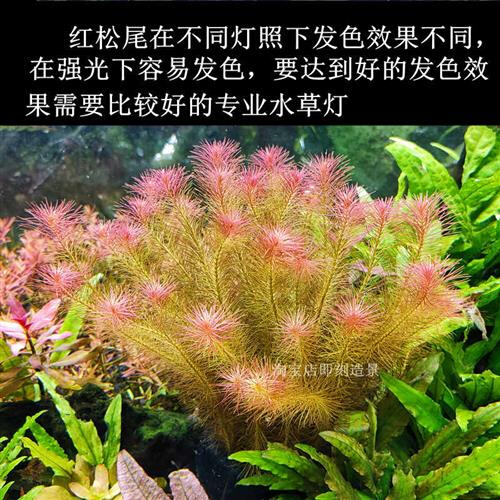 红松尾细叶红色水草阴性无需二氧化碳后景鱼缸草缸装饰造景