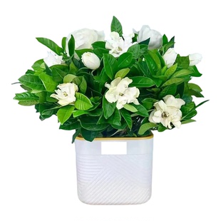 栀子花带花苞室内盆栽花卉四季开花浓香好养开花香网红款大盆植物