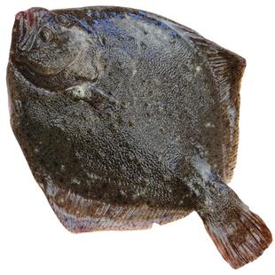 新鲜海鲜多宝鱼大菱鲆3斤4-6条鲜活速冻水产片比目鱼海鱼