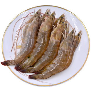 新鲜活虾速冻 船上直冻海虾 青岛大虾 对虾青虾 送礼海产品礼盒装