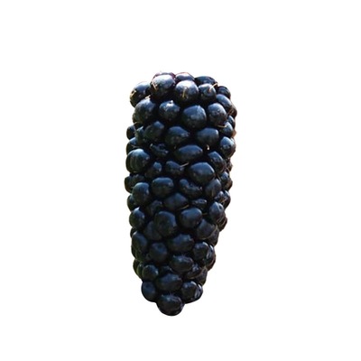 种花王大爷 树莓黑莓果苗盆栽多年生水果树庭院耐热耐寒果树苗