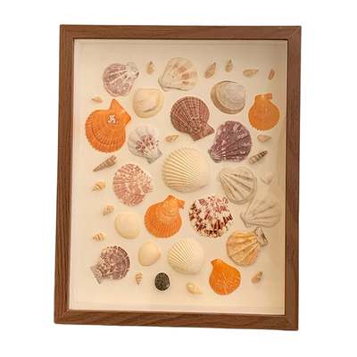 贝壳海螺diy标本框手工纪念画框