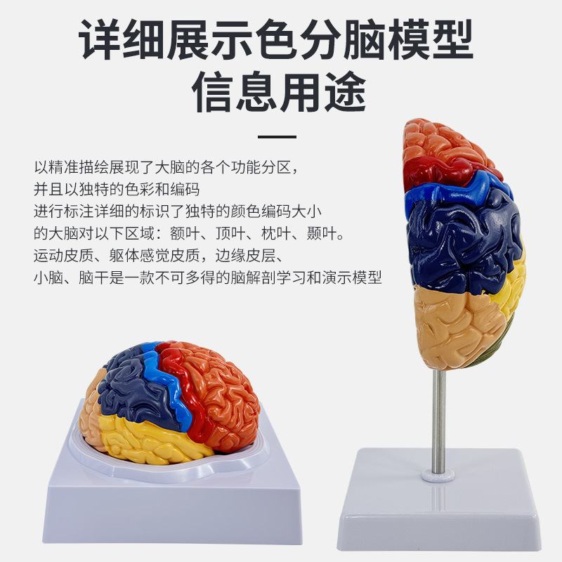 教学仿真脑模型脑分区教具功能彩色脑皮质分区脑标本大脑皮层模型