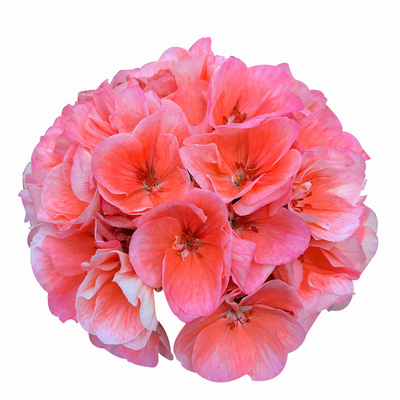 直立天竺葵盆栽阳台多季开花