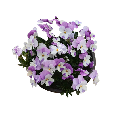 2025年三色堇进口大花冷堇花盆栽小苗耐寒花卉带花苞庭院阳台