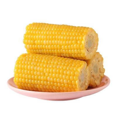 谷田记黄糯玉米段东北低脂粗粮