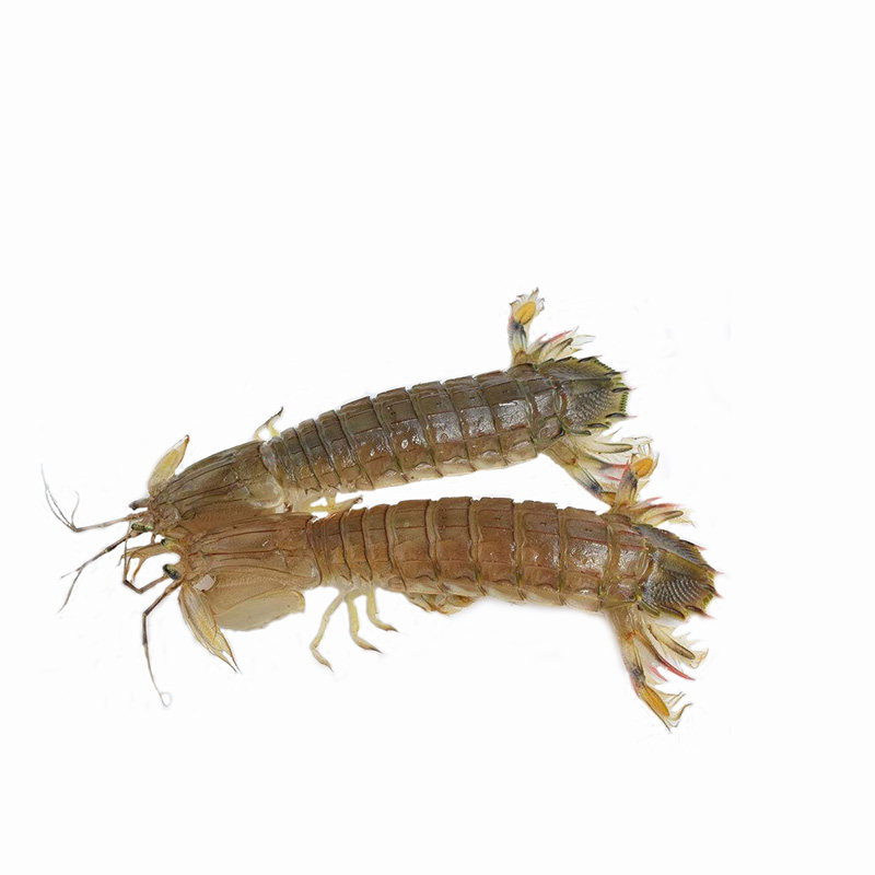 天津本地皮皮虾鲜活大虾虾爬子全公母满籽肉精品海虾螃蟹海鲜水产