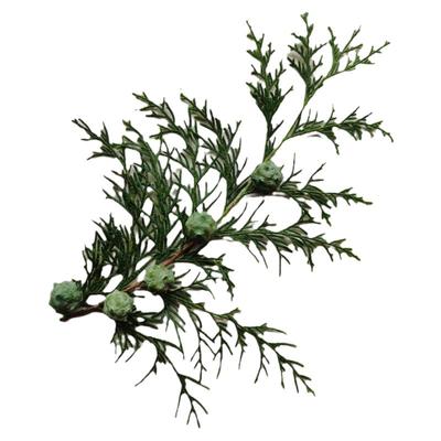 新鲜侧柏枝叶柏树枝熏香肠腊肉干净无杂质煮酒泡水洗头生发乌发现