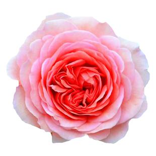 亚伯拉罕达比爬藤月季大苗浓香庭院四季蔷薇花苗藤本大花玫瑰花苗