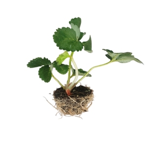 广东发货【草莓苗穴盘苗】基质苗缓苗快成活高结果早草莓苗秧苗