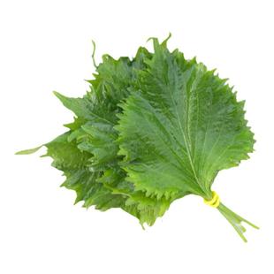 新鲜紫苏叶大叶可食用 日料刺身烤肉三文鱼装饰 酒店西餐摆盘花草