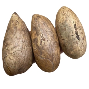 精品天然千眼菩提子原籽新果料碧玉帝王绿手把件超大盘玩打磨文玩