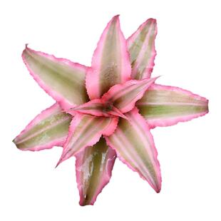 小型积水凤梨植物迷你雨林缸绿植生态造景水陆花卉粉叶姬热带观叶