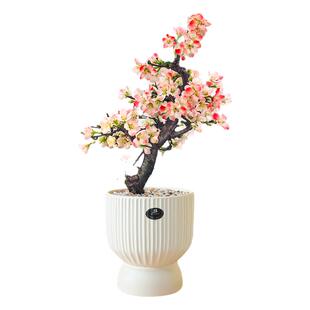 海棠花盆栽重瓣大老桩造型盆景绿植花卉阳台庭园客厅室内耐寒植物