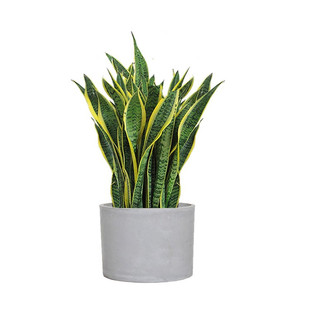 虎皮兰金边虎尾兰大盆栽办公室绿植大型室内客厅阳台多肉家养植物