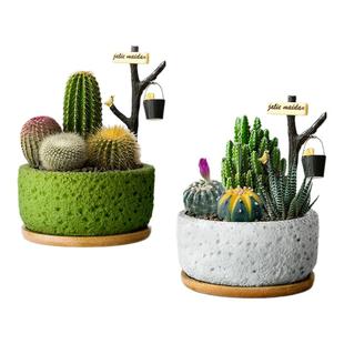 仙人掌盆栽组合多肉植物室内仙人球防辐射办公室桌面绿植花卉盆景