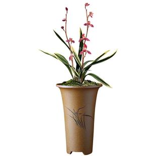 华香园兰花 东方红神荷 墨兰浓香型办公室内盆栽耐阴绿植花卉