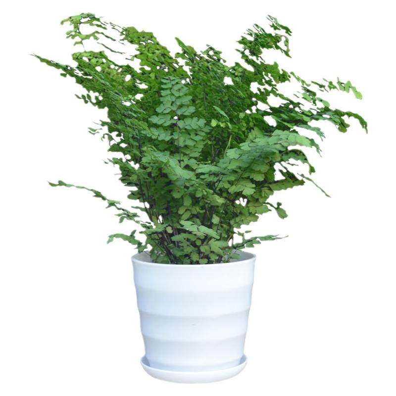 植物盆栽蕨类孢子绿植铁线蕨铁线蕨室内办公室狼尾蕨鸟巢水培阳台