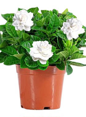 栀子花香水重瓣盆栽花卉四季绿植