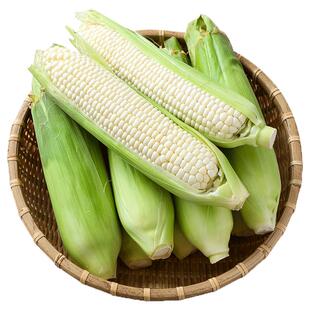广西新鲜现摘黄白糯玉米9嫩甜玉米蔬菜当季玉米棒子带壳苞谷包邮