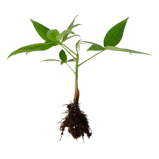 原生发财树种子种苗室内盆栽植物五福单杆水培土培绿植奇趣招财树