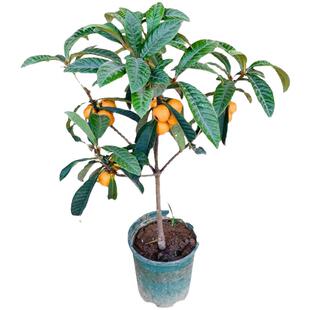 枇杷嫁接苗早钟六号枇杷果树苗南北方种植特大五星琵琶苗当年结果