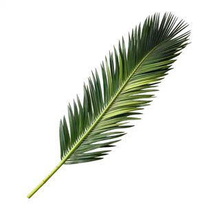 天然铁树叶沉叶鱼缸造景南美缸原生缸装饰树叶网红沉叶黄色树叶