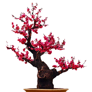 庭院梅花树红梅树苗素心腊梅嫁接树桩美人梅榆叶梅苗阳台盆栽耐寒