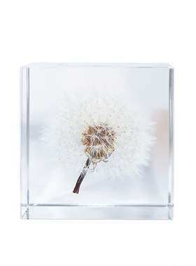 宙sola植物桌面摆件礼物