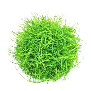 迷你牛毛无菌水草前景草鱼缸造景爬地牛毛草牛毛毡日本迷你包邮