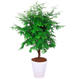 正宗南方红豆杉树苗盆栽四季常青植物公母盆景室内养殖名贵树种