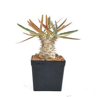 【朴原】实生象牙宫P.rosulatum var. gracilius块根绿植多肉盆