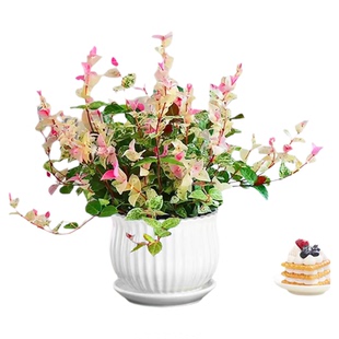 花叶络石盆栽阳台庭院好养植物五彩花卉室内彩叶垂吊黄金络石藤苗