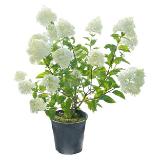 海蒂的花园圆锥绣球香草草莓石灰灯北方耐寒耐旱植物花卉盆栽海妈