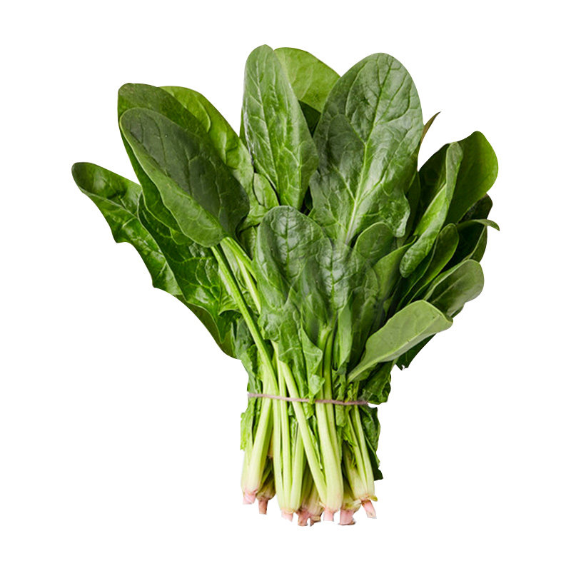 趴地菠菜种子大全四季播种耐寒老品种爬地秋波菜红根大叶菠菜籽种