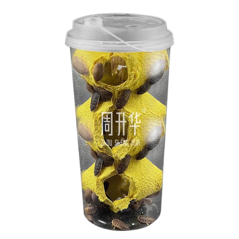 无菌奶茶杯杜比亚蟑螂活虫饲料饲养繁殖组鬃狮蜥蜴守宫乌龟鸟粮食